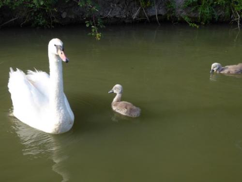 Swans on KA Canal 20.6.17